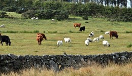 Berkshire: Halal – dispelling the myths and exploring the market